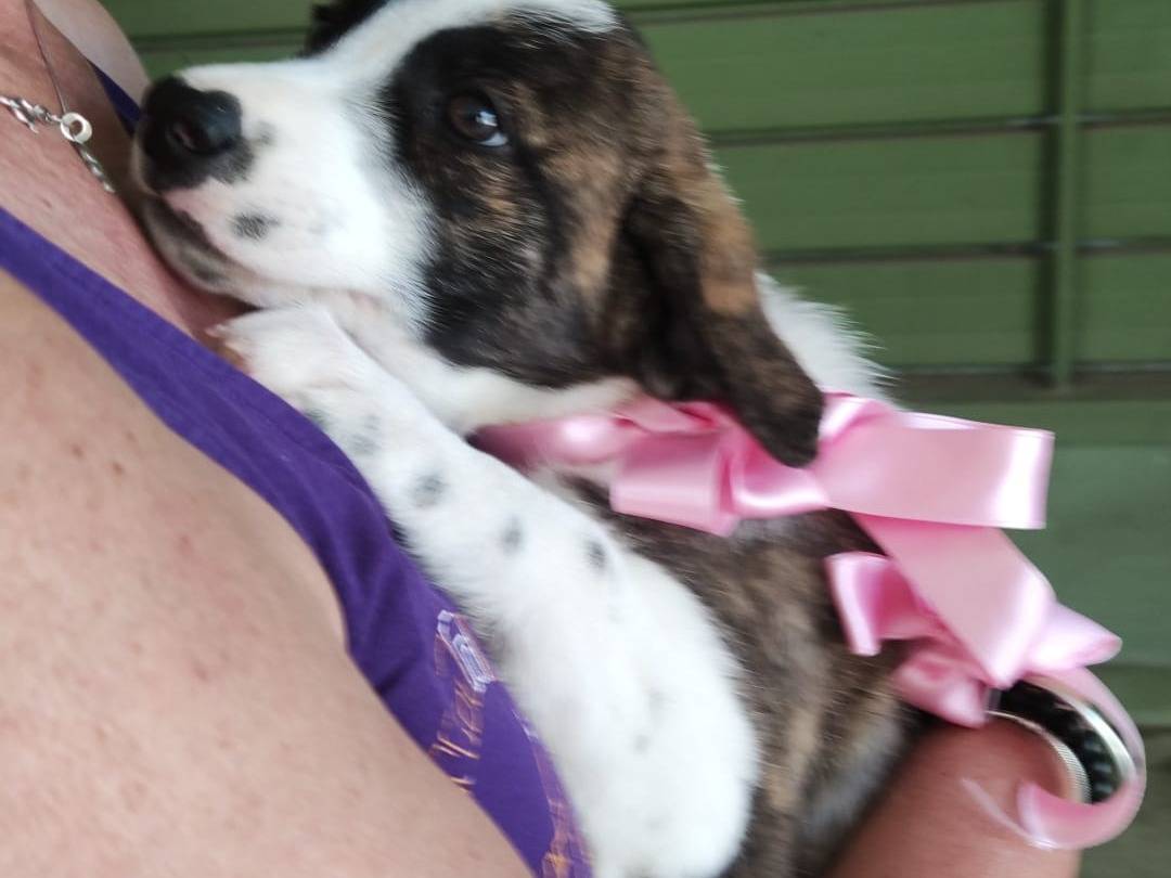 Adotta un cane, taglia grande, femmina, Napoli