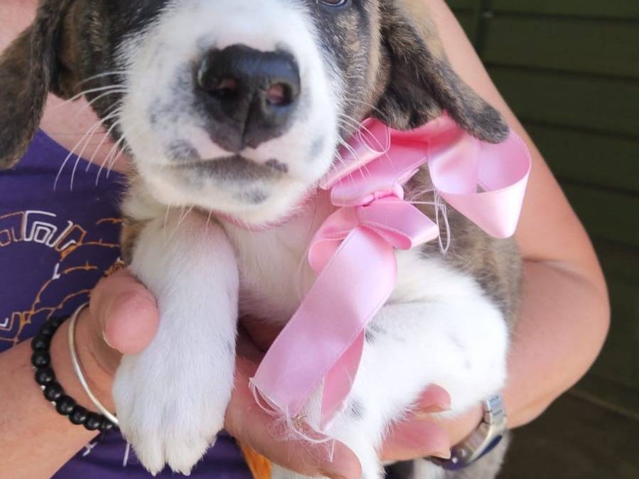 Adotta un cane, femmina, 2 mesi, Napoli