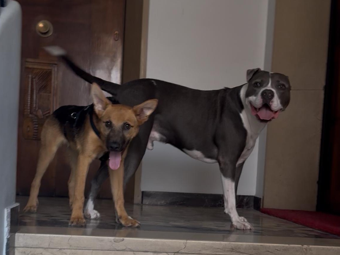 Adotta un cane, maschio, 7 mesi, Milano
