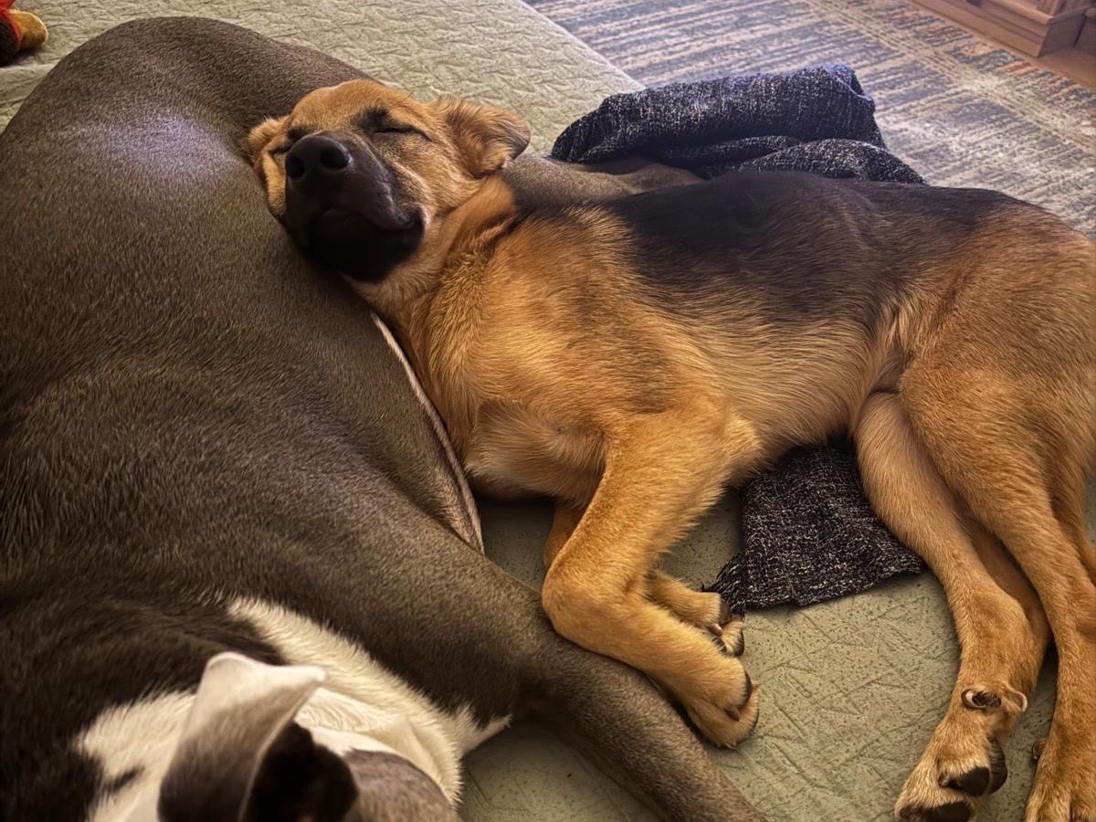 Adotta un cane, taglia media contenuta, maschio, Milano