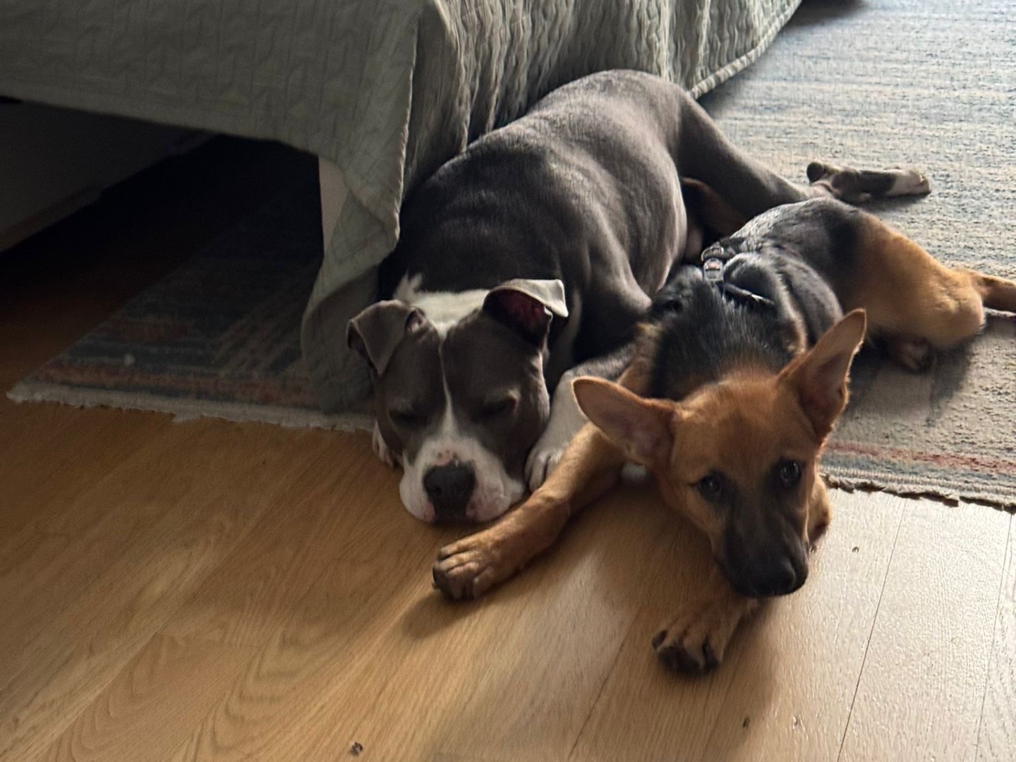 Vuoi adottare un cane a Milano?