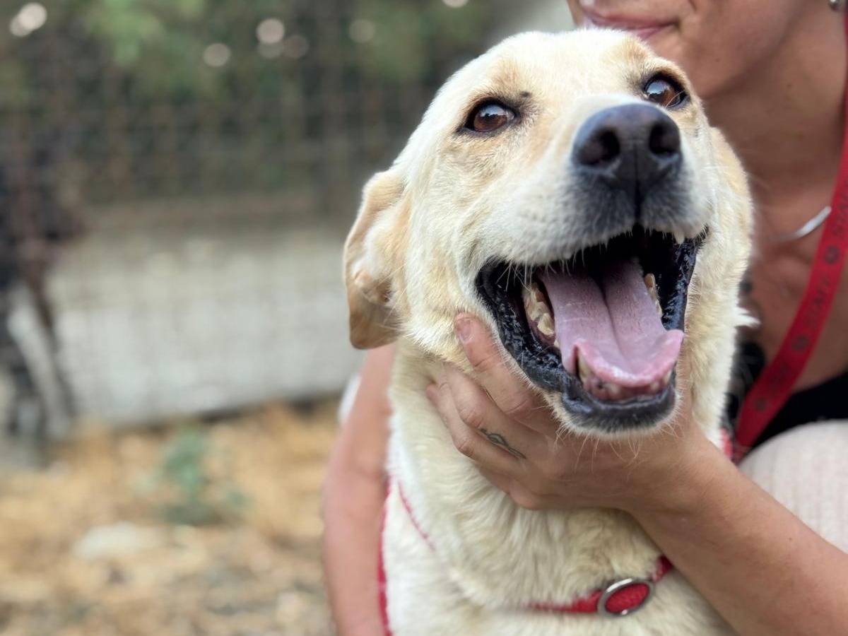 Adotta un cane, taglia media, femmina, Crotone