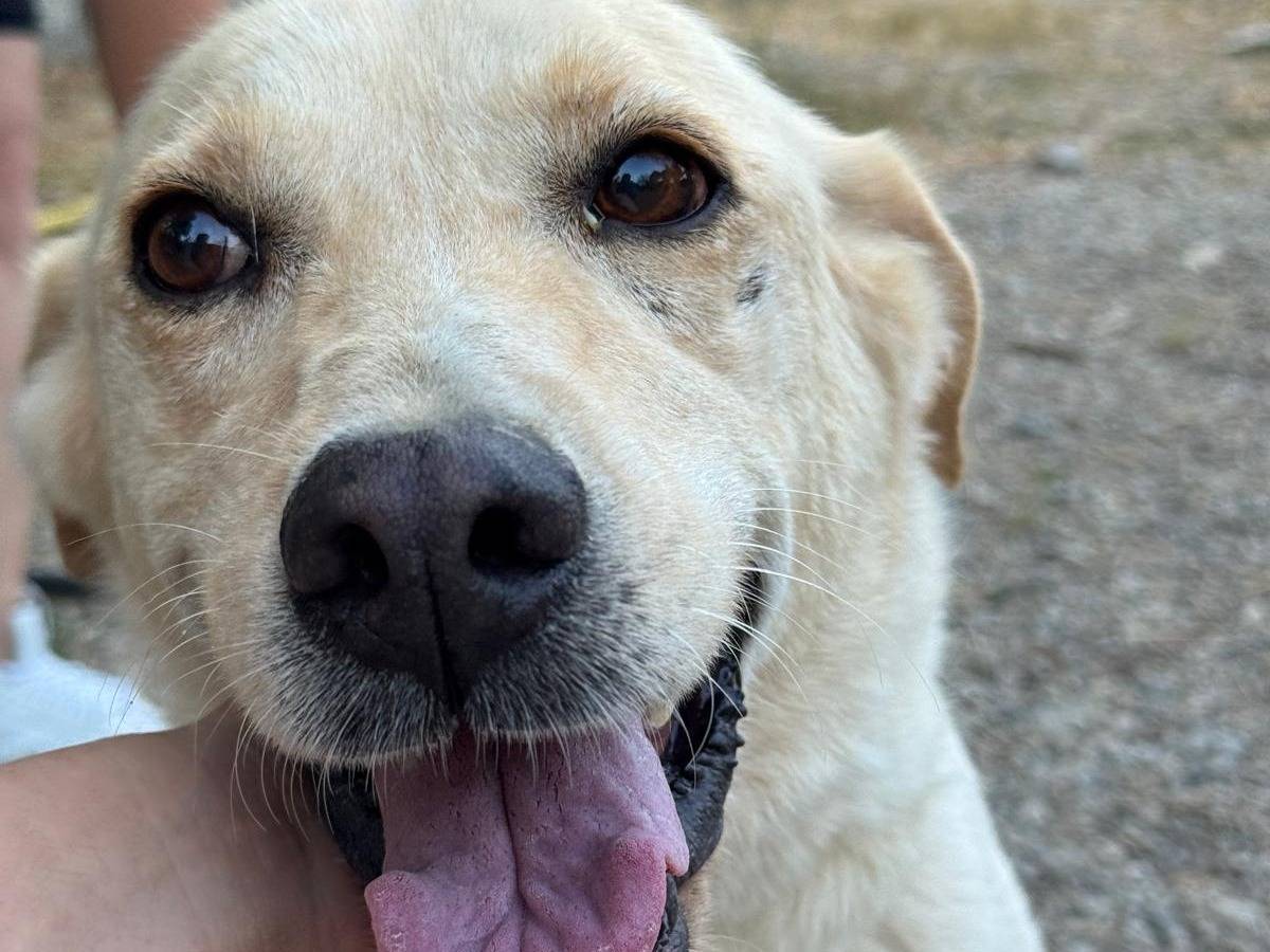 Vuoi adottare un cane a Crotone?