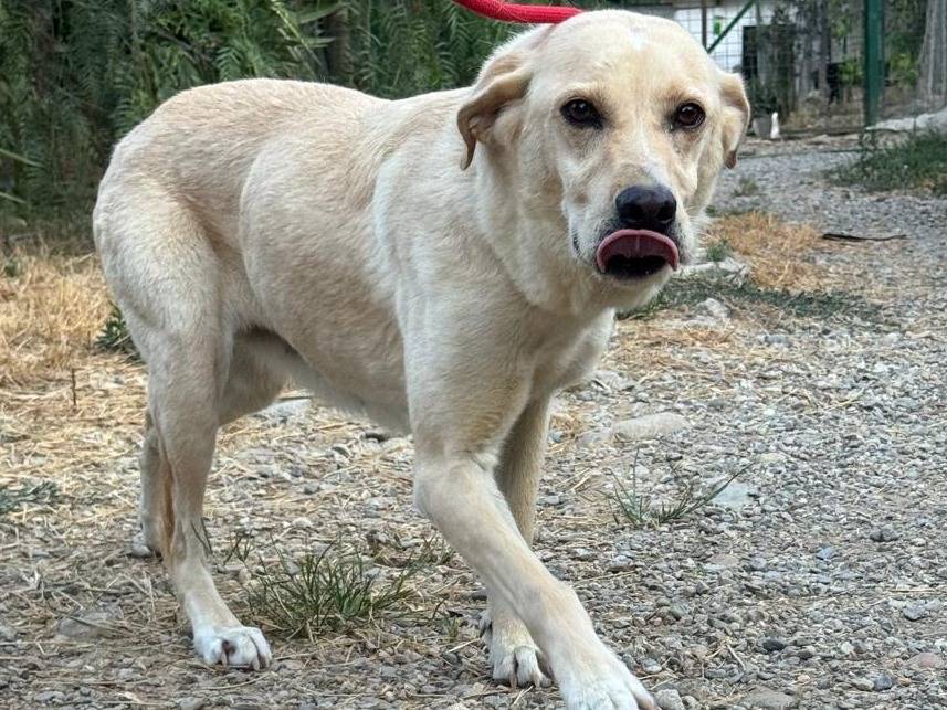 Foto 3 dell'animale