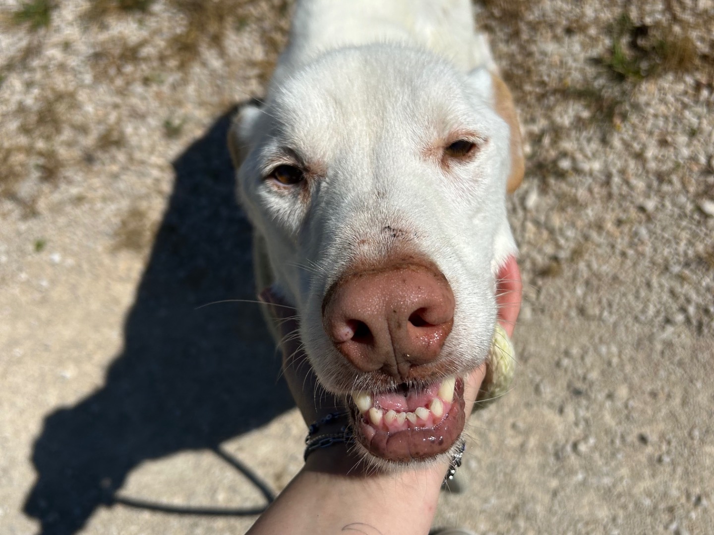 Adozione cane, maschio, Razza sconosciuta Razza sconosciuta, 10 anni e 4 mesi, taglia media, Latina