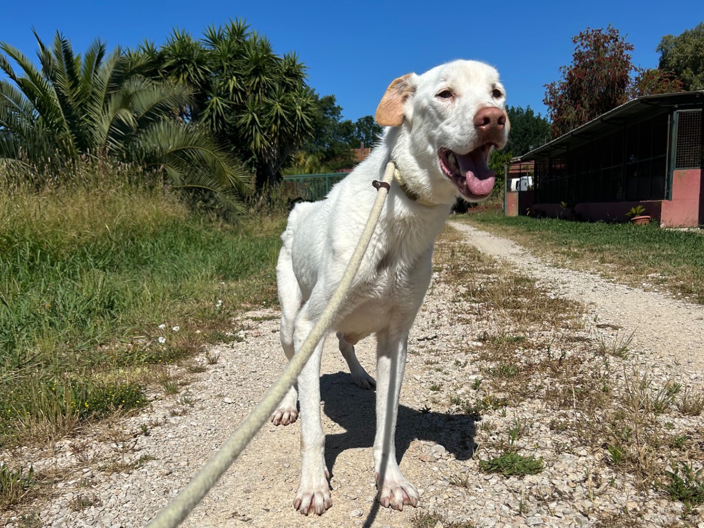 Adotta un cane, maschio, 10 anni e 4 mesi, Latina
