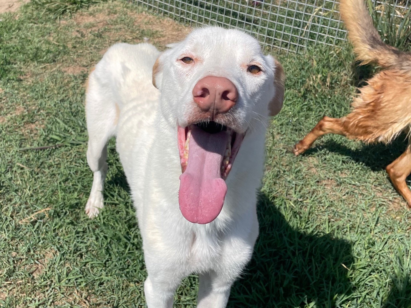 Adotta un cane, taglia media, maschio, Latina