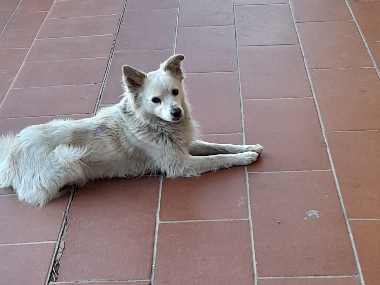 Adotta un cane, taglia piccola, maschio, Cosenza