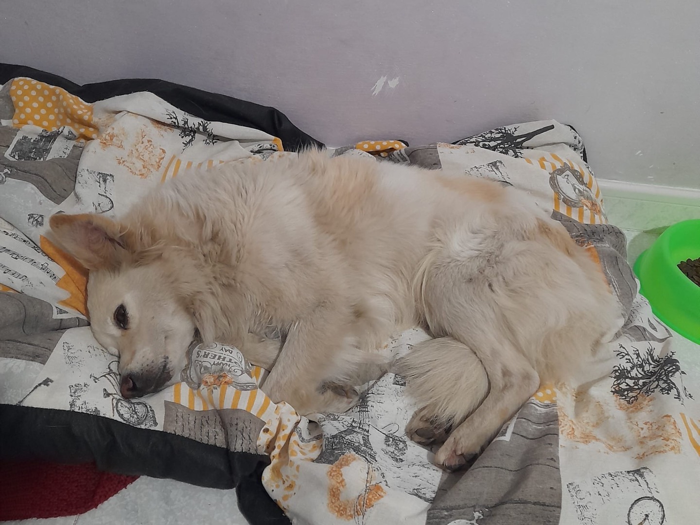 Vuoi adottare un cane a Cosenza?