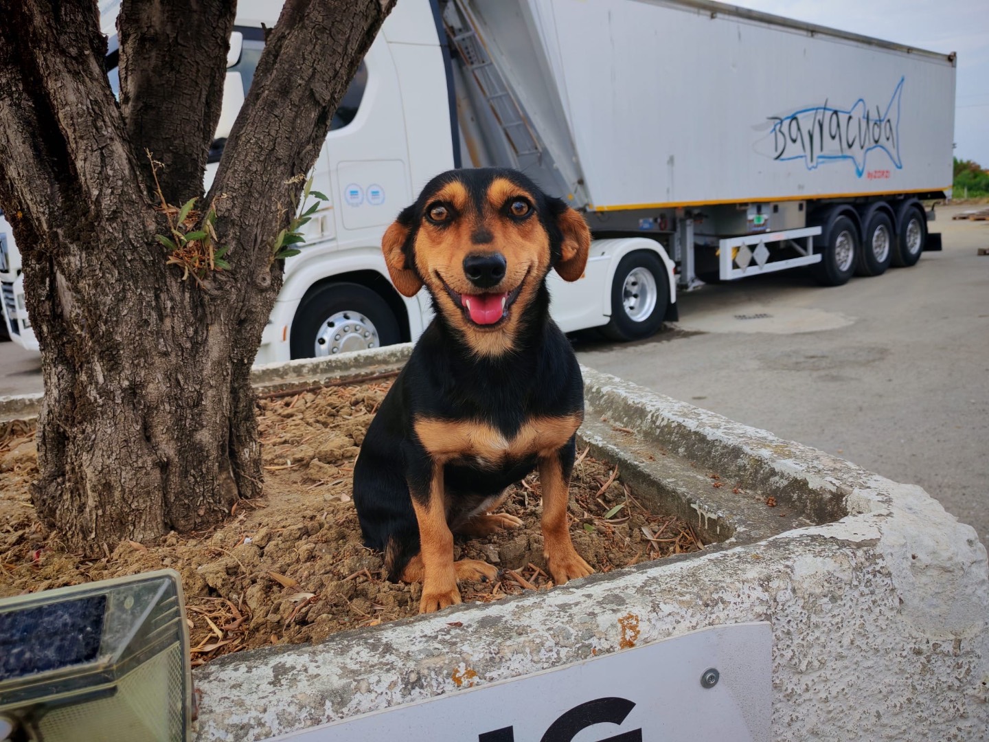 Foto dell'animale