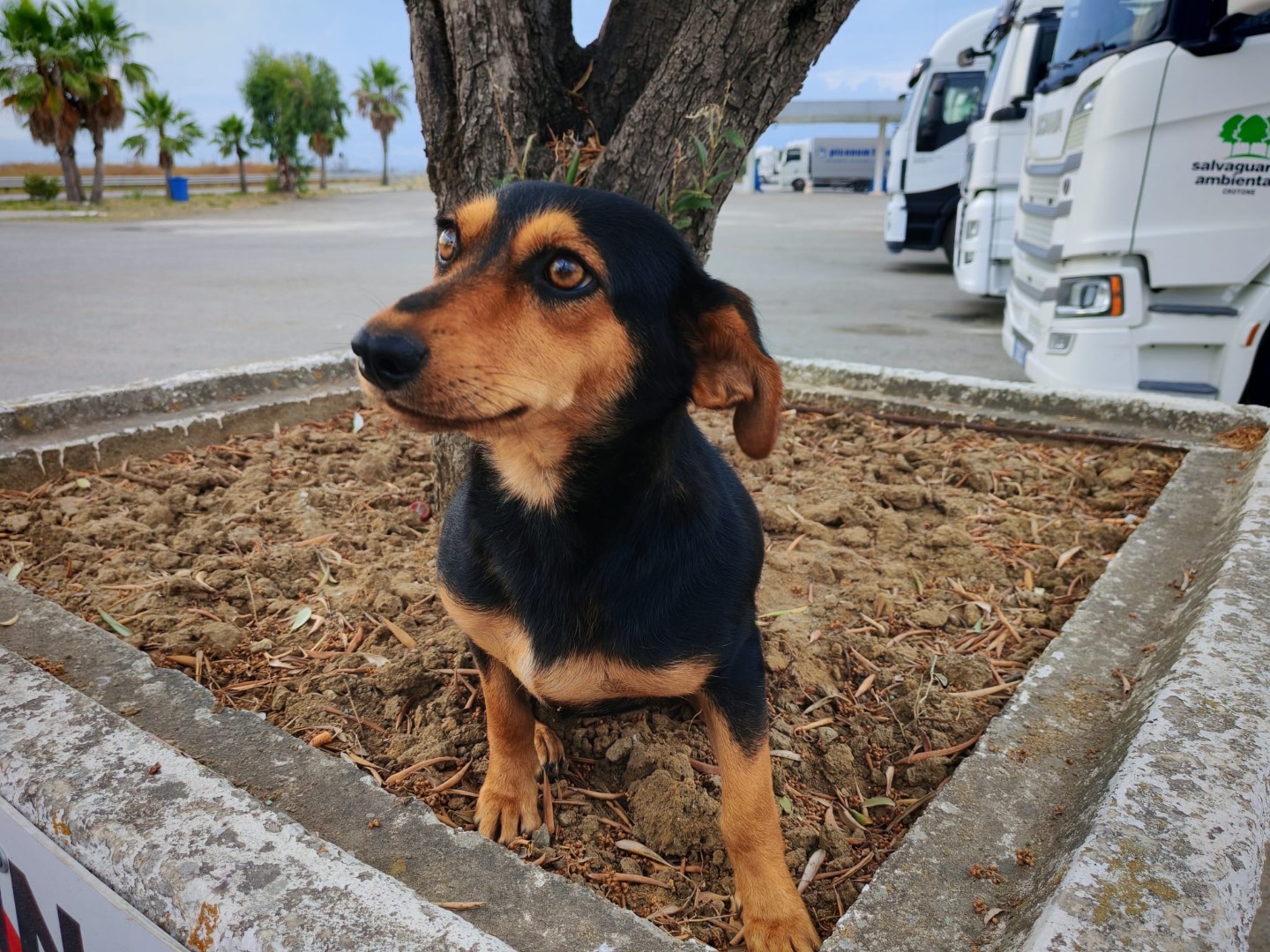 Adotta un cane, femmina, 9 mesi, Cosenza