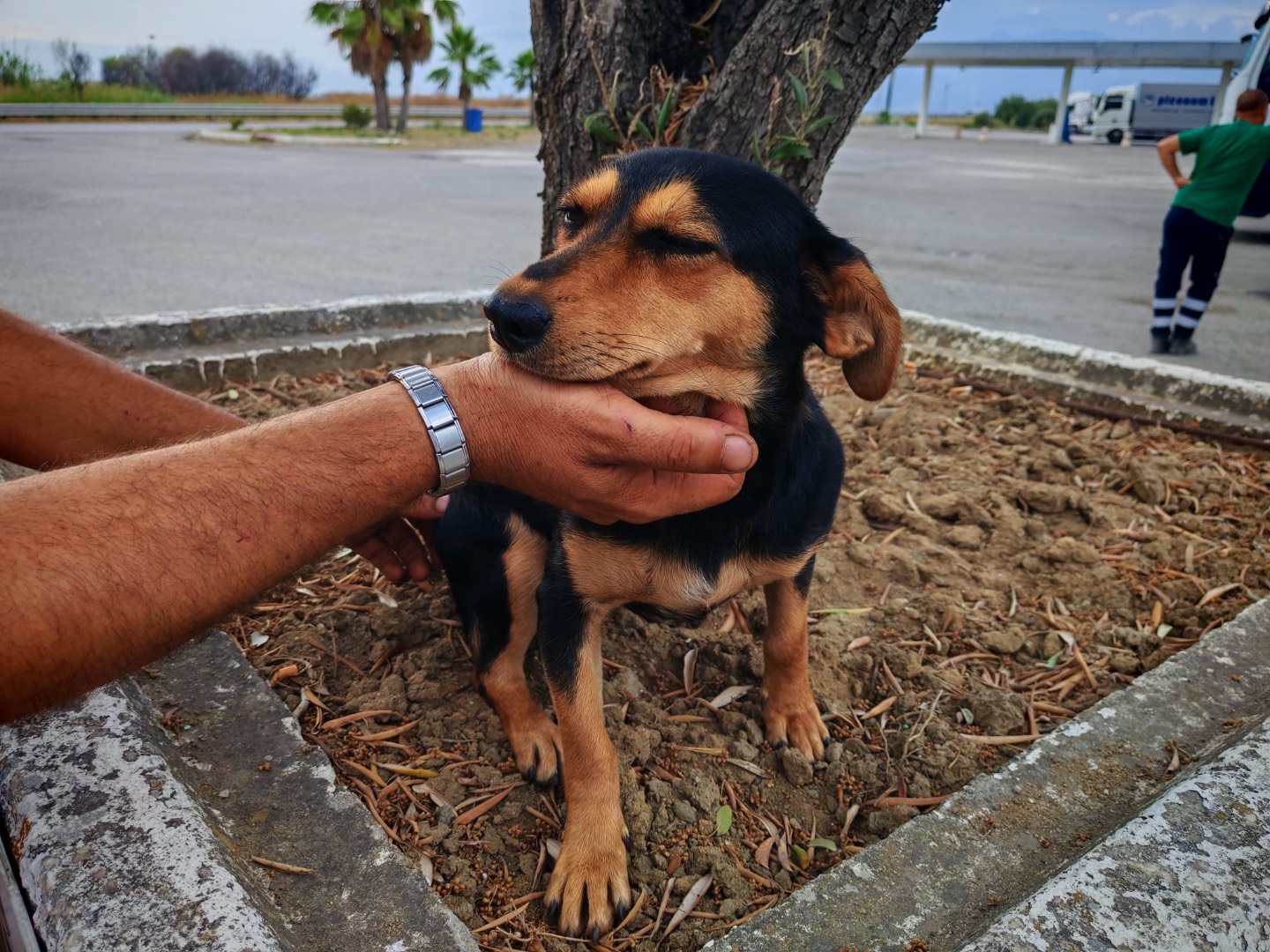 Adotta un cane, taglia piccola, femmina, Cosenza