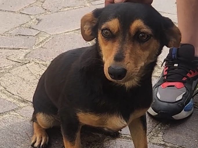 Vuoi adottare un cane a Cosenza?
