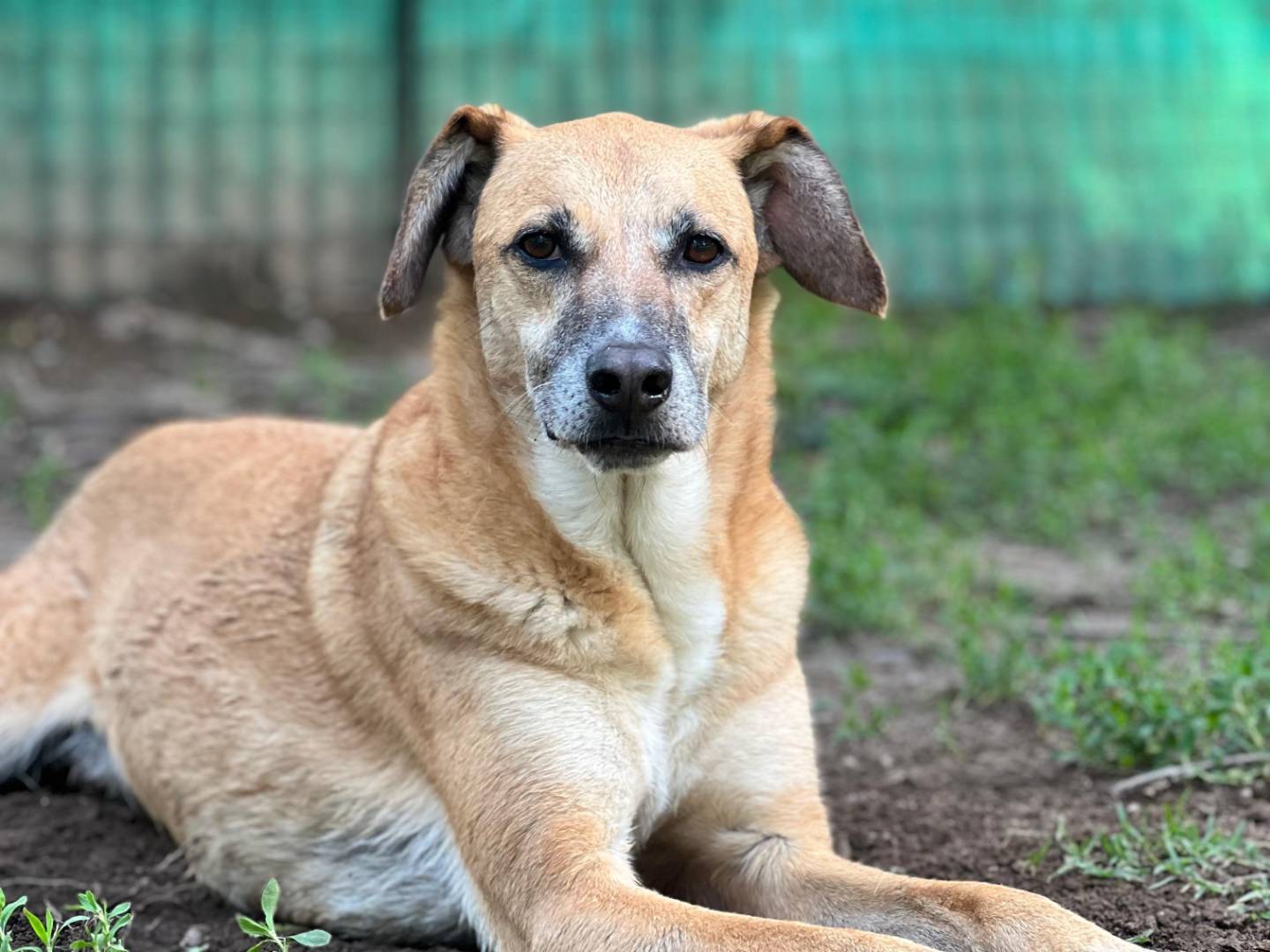 Adozione cane, maschio, Razza sconosciuta Razza sconosciuta, 7 anni e 4 mesi, taglia media, Milano