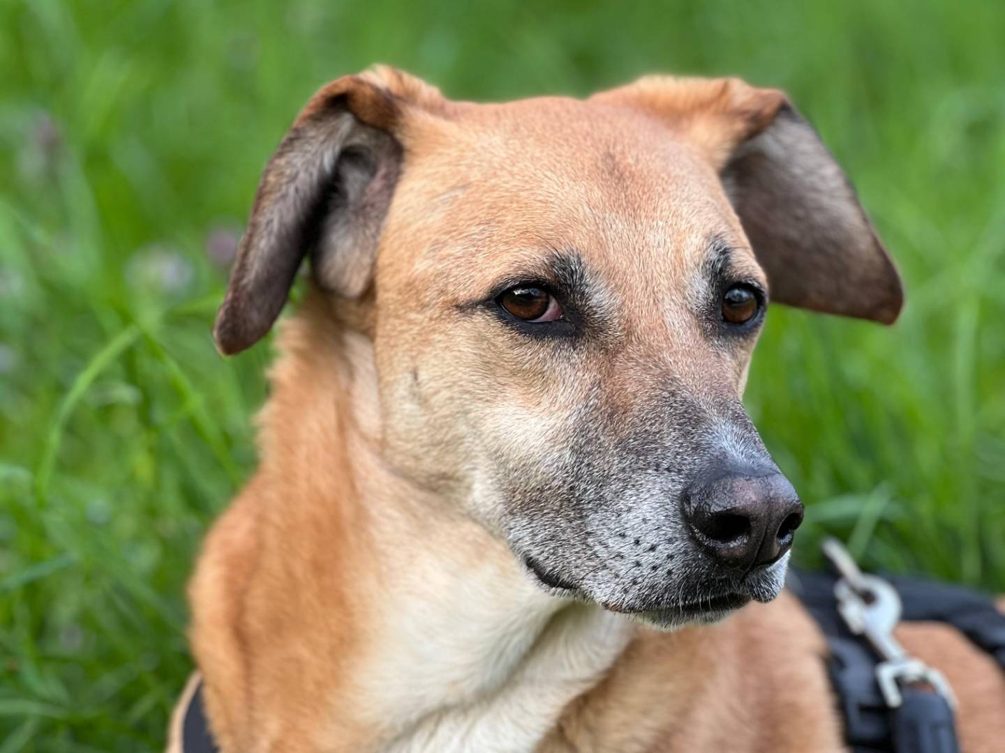 Adotta un cane, maschio, 7 anni e 4 mesi, Milano