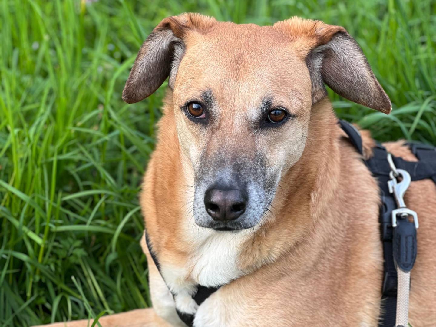 Adotta un cane, taglia media, maschio, Milano