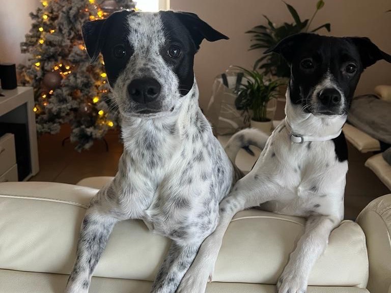 Vuoi adottare un cane a Perugia?