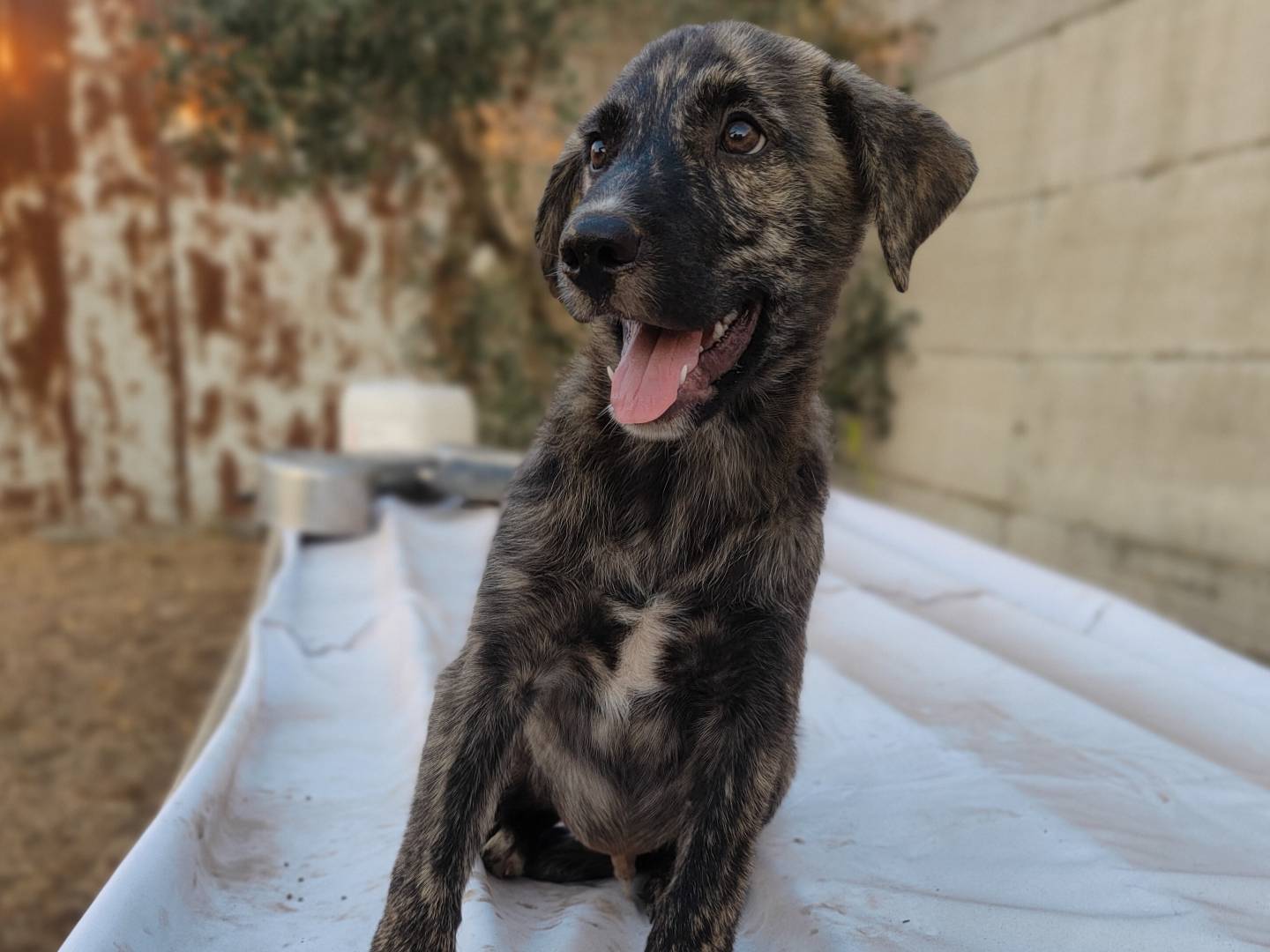 Foto dell'animale