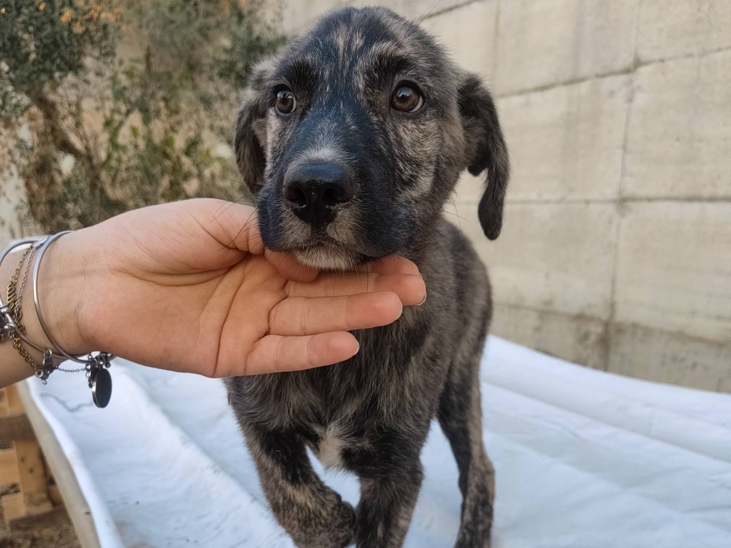 Adotta il cane Joey  a Caserta