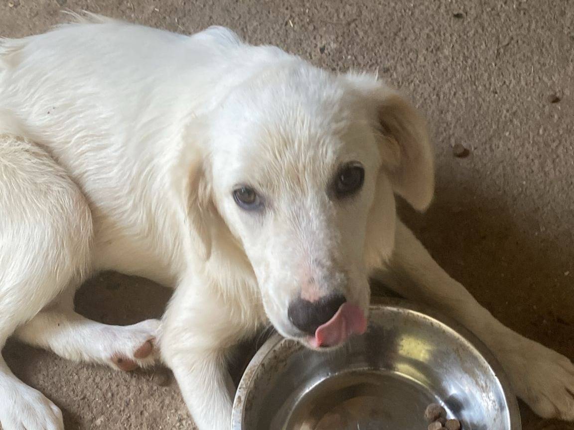 Adotta un cane, taglia media, femmina, Crotone
