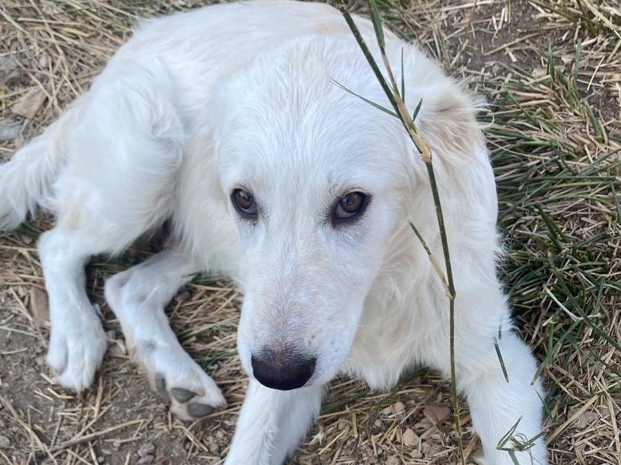 Vuoi adottare un cane a Crotone?