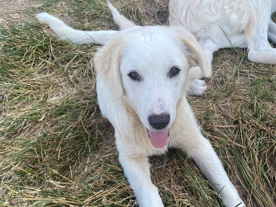 Foto 2 dell'animale