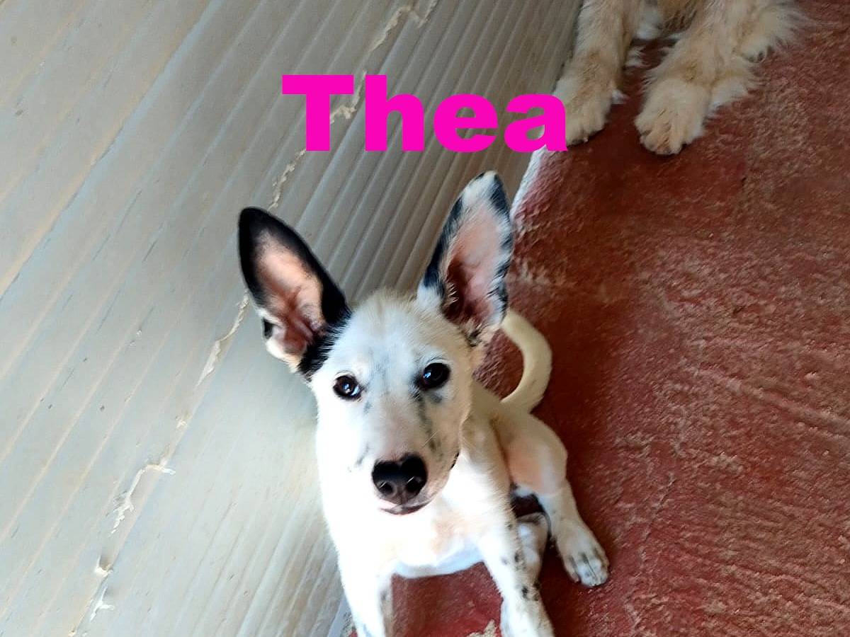 Adotta un cane, taglia media, femmina, Bari