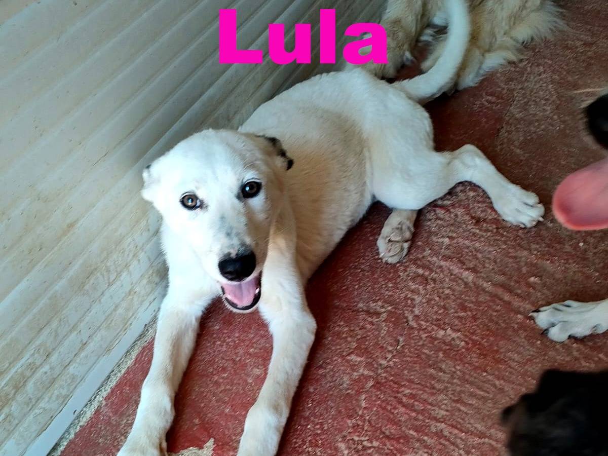 Adozione cane, femmina, Razza sconosciuta Razza sconosciuta, 4 mesi, taglia media, Bari