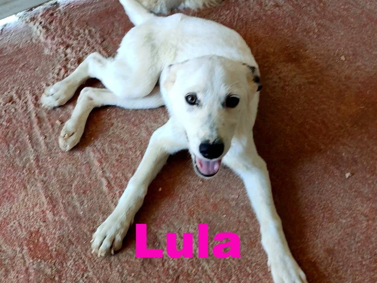 Adotta un cane, femmina, 4 mesi, Bari