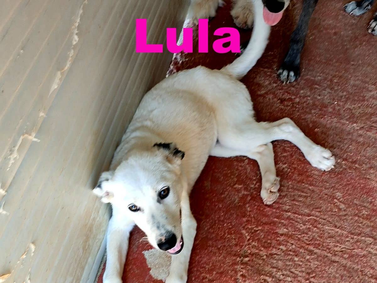 Adotta un cane, taglia media, femmina, Bari