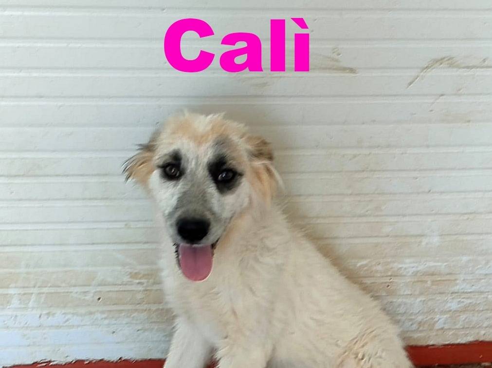 Foto dell'animale