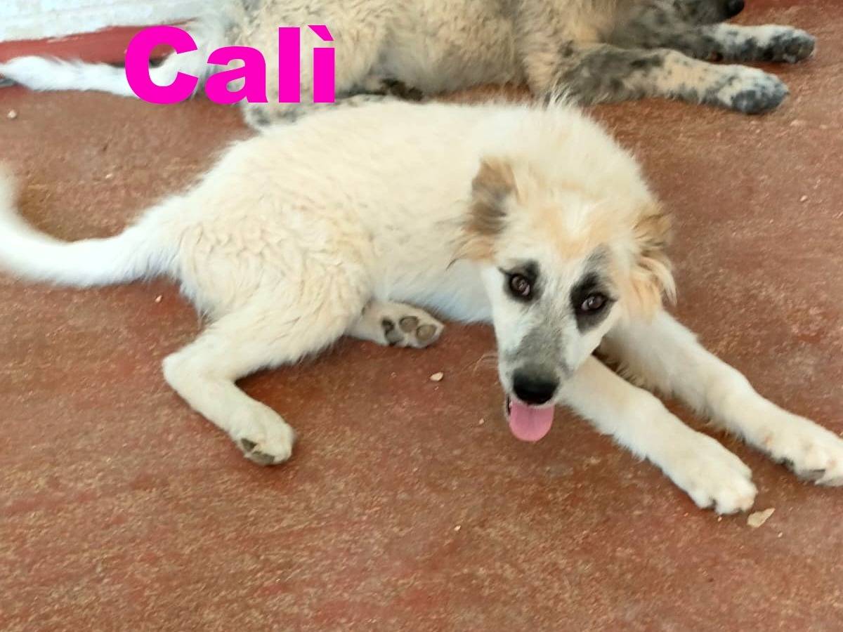 Adotta un cane, femmina, 4 mesi, Bari