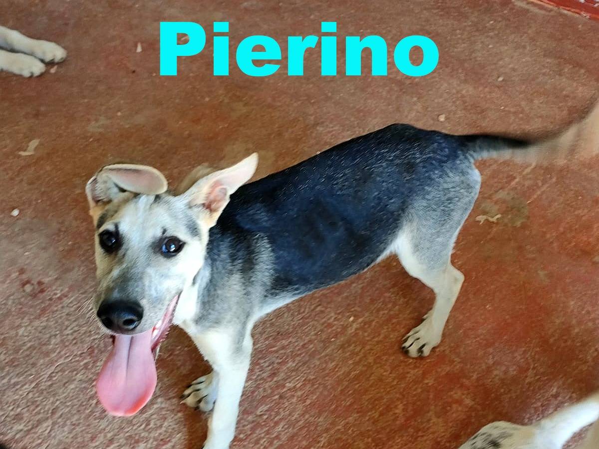 Adozione cane, maschio, Razza sconosciuta Razza sconosciuta, 4 mesi, taglia media, Bari