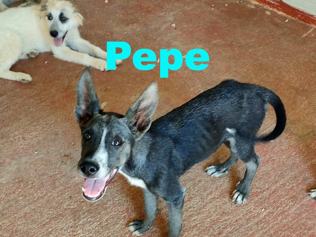 Foto dell'animale