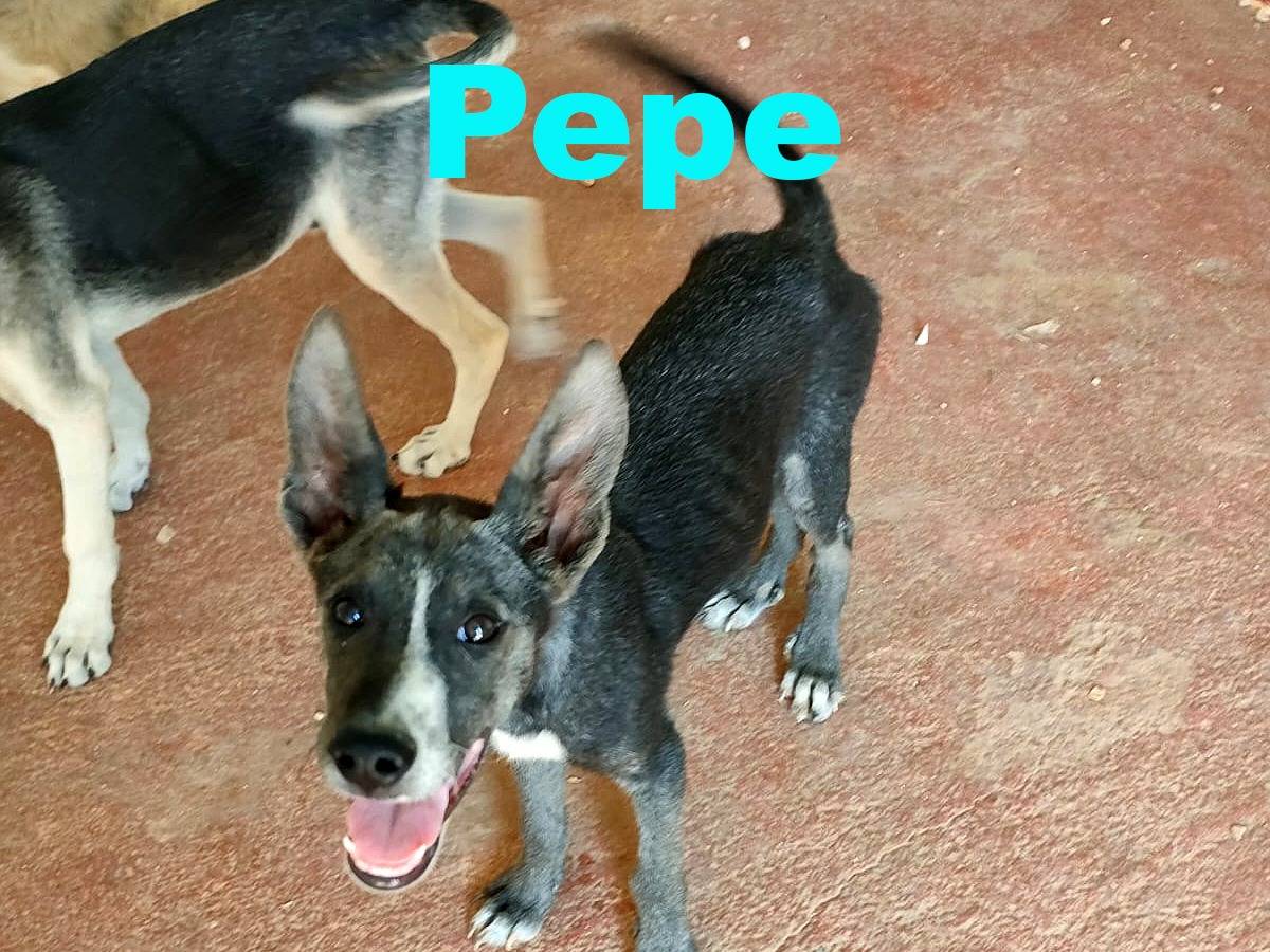 Adotta un cane, maschio, 4 mesi, Bari