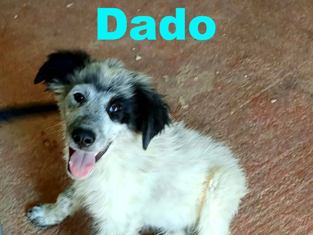 Adozione cane, maschio, Razza sconosciuta Razza sconosciuta, 4 mesi, taglia media, Bari