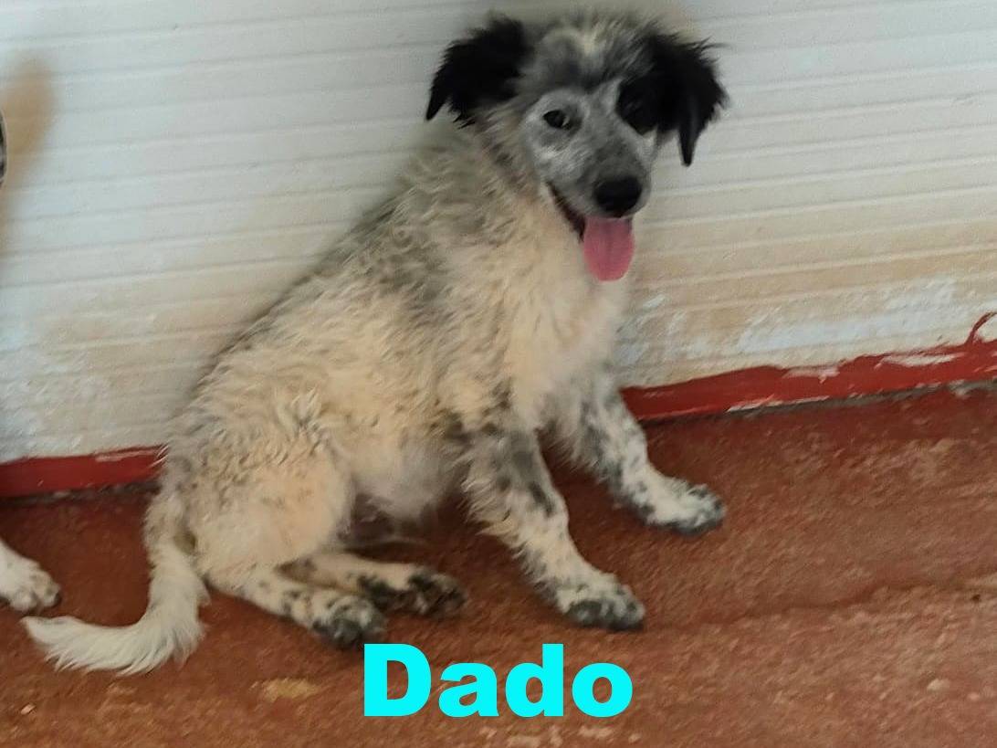 Adotta un cane, maschio, 4 mesi, Bari