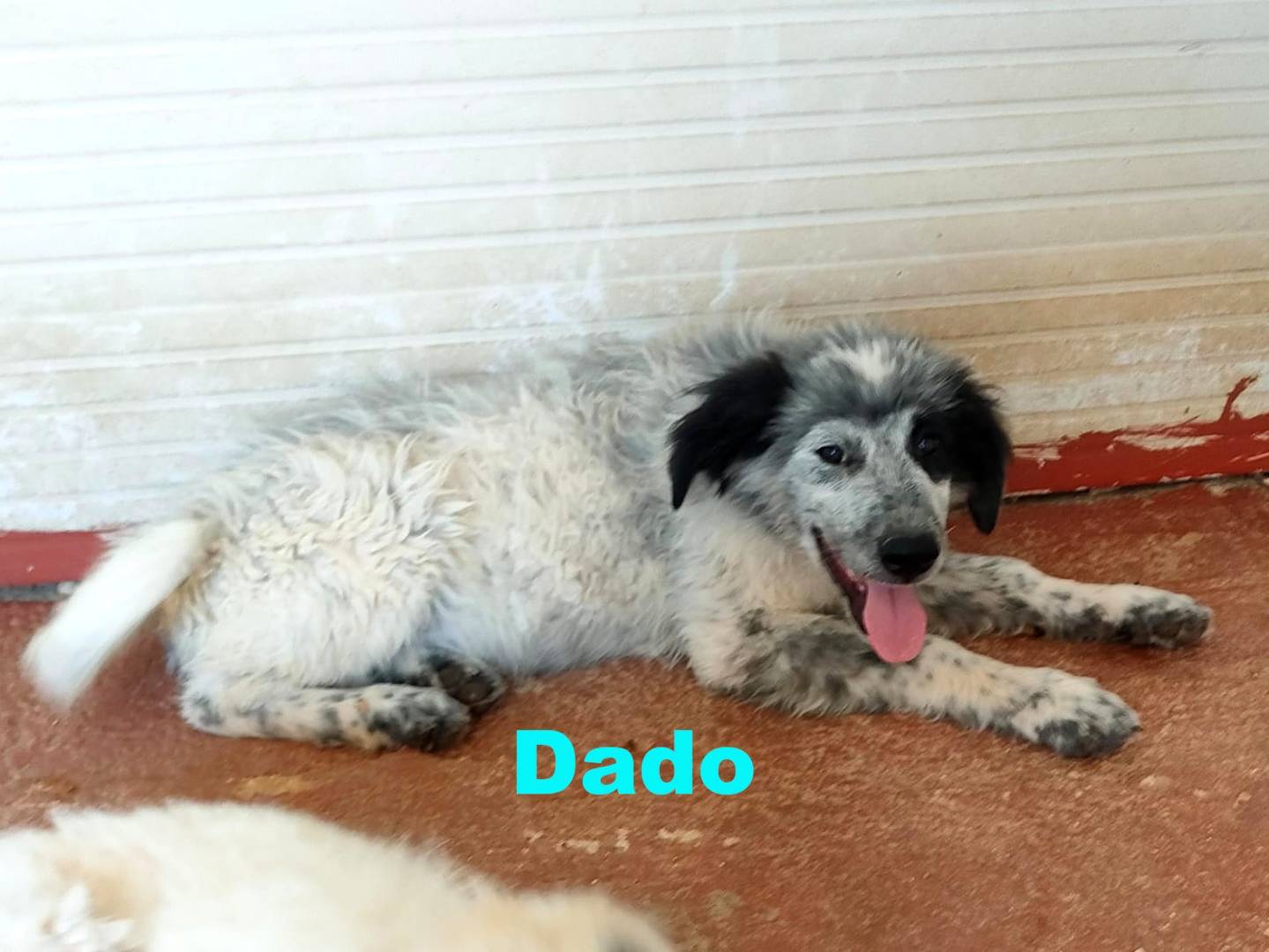 Adotta un cane, taglia media, maschio, Bari