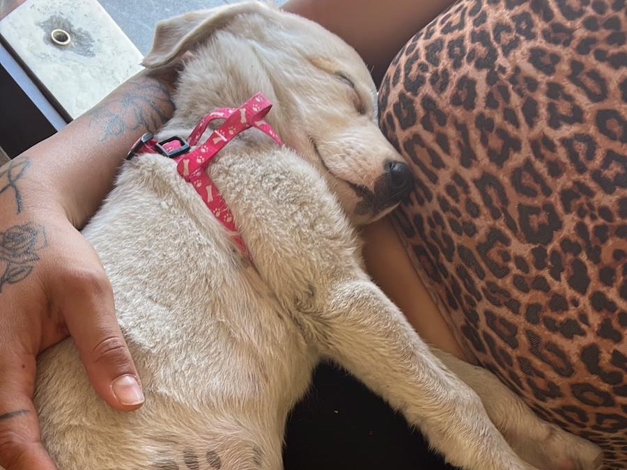 Adotta un cane, femmina, 1 mesi, Siracusa