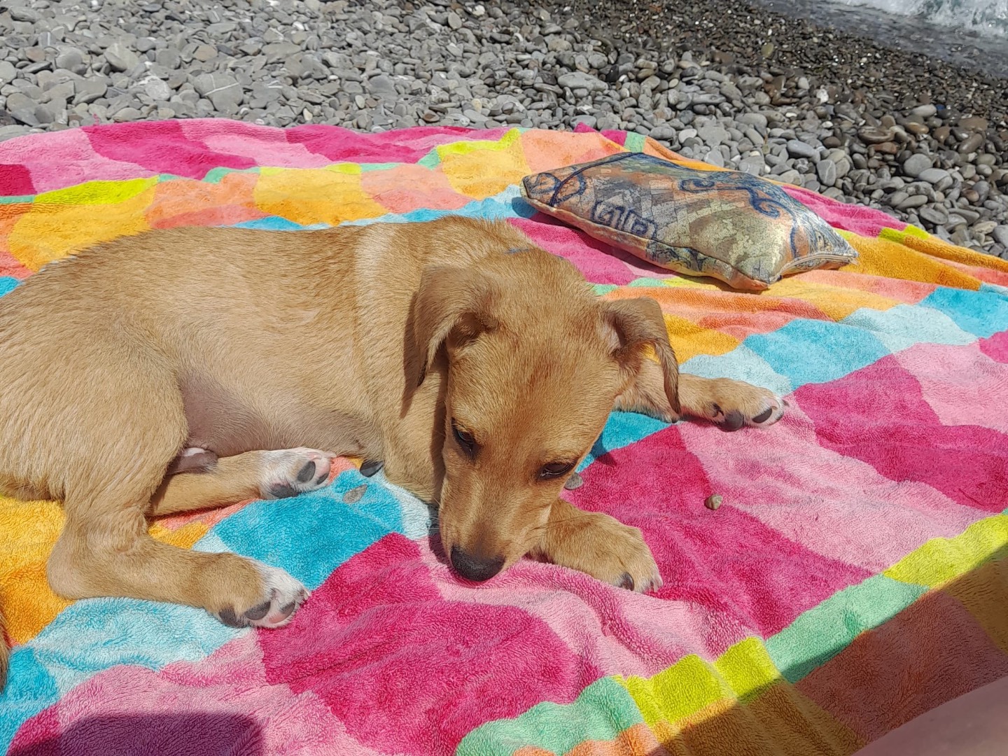 Adotta un cane, taglia media contenuta, maschio, Cosenza