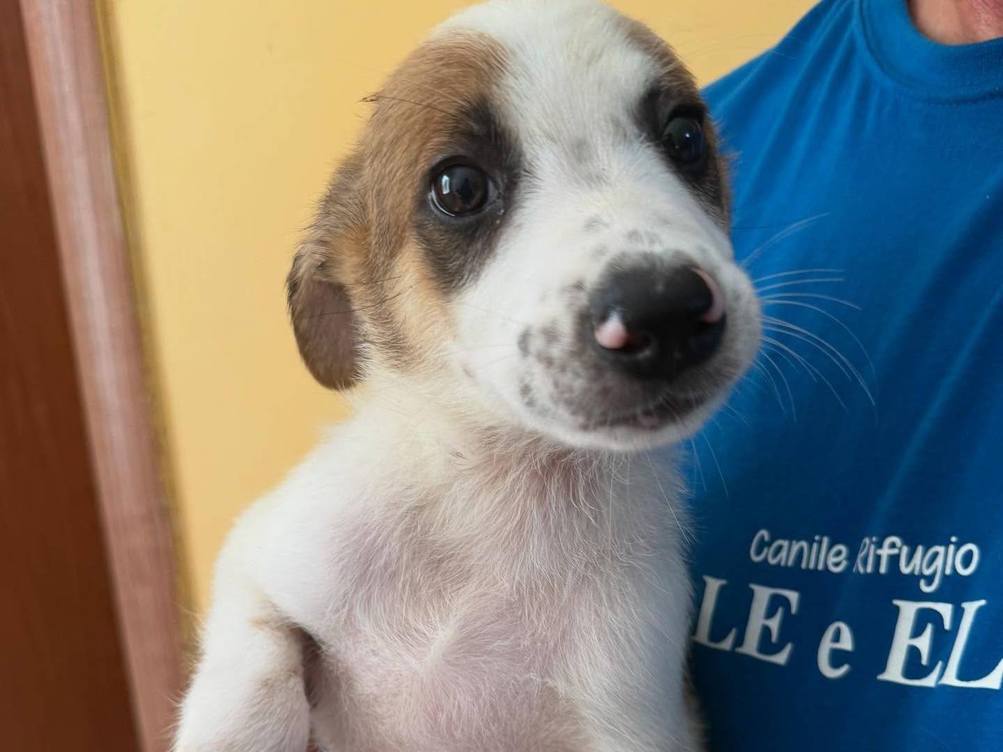 Adotta un cane, taglia media, maschio, Matera
