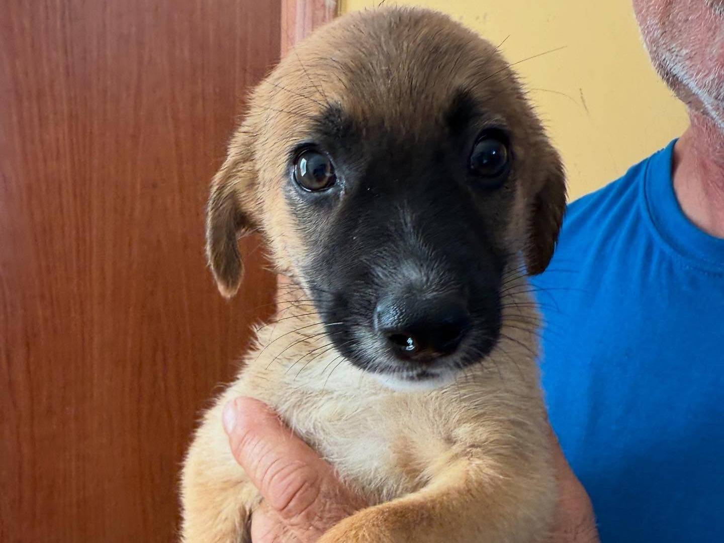 Adozione cane, femmina, Razza sconosciuta Razza sconosciuta, 4 mesi, taglia media, Matera