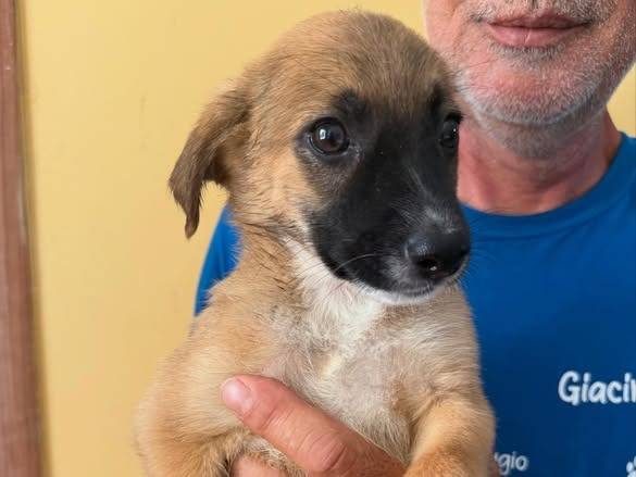 Adotta un cane, femmina, 4 mesi, Matera