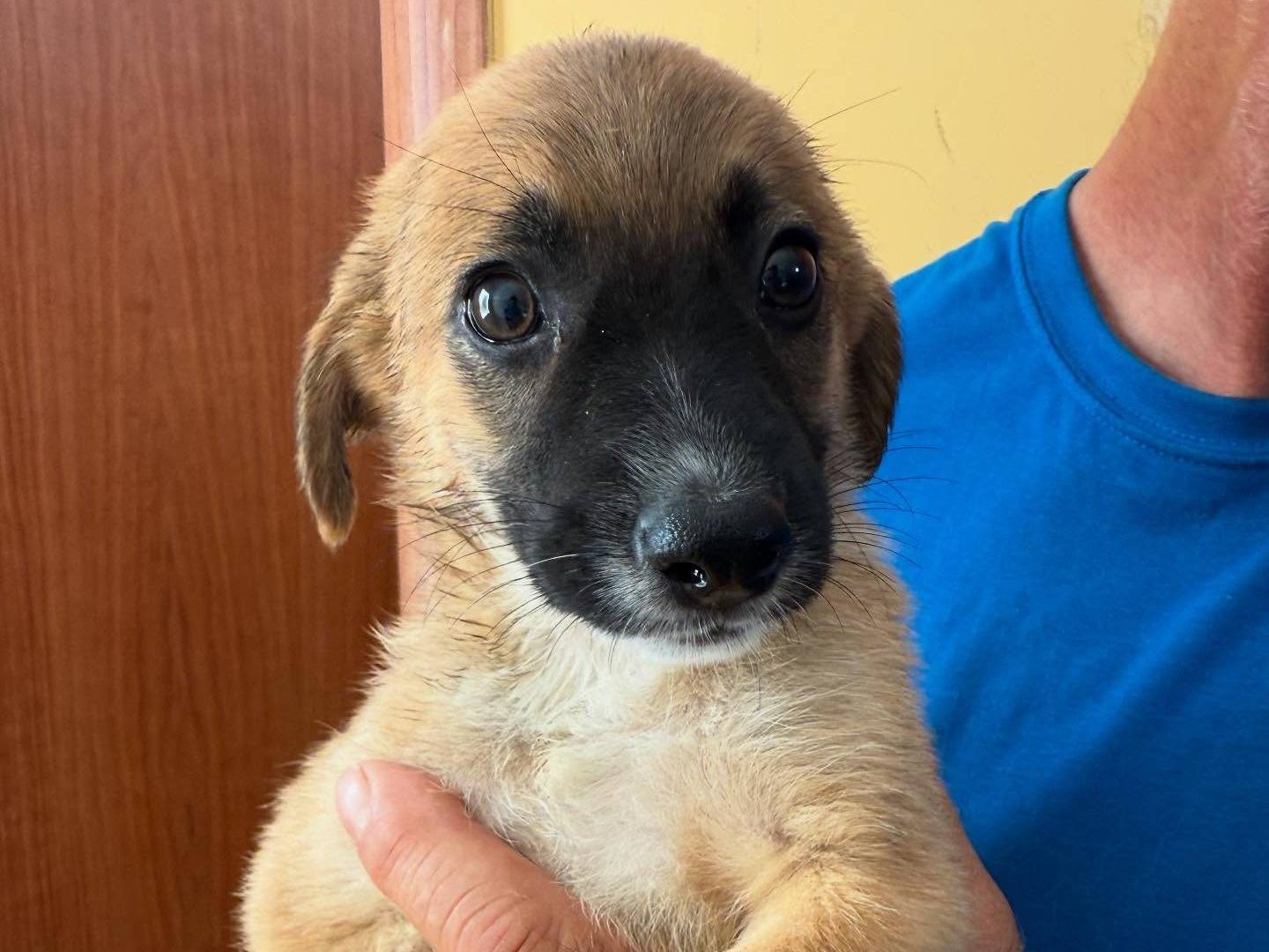 Adotta un cane, taglia media, femmina, Matera
