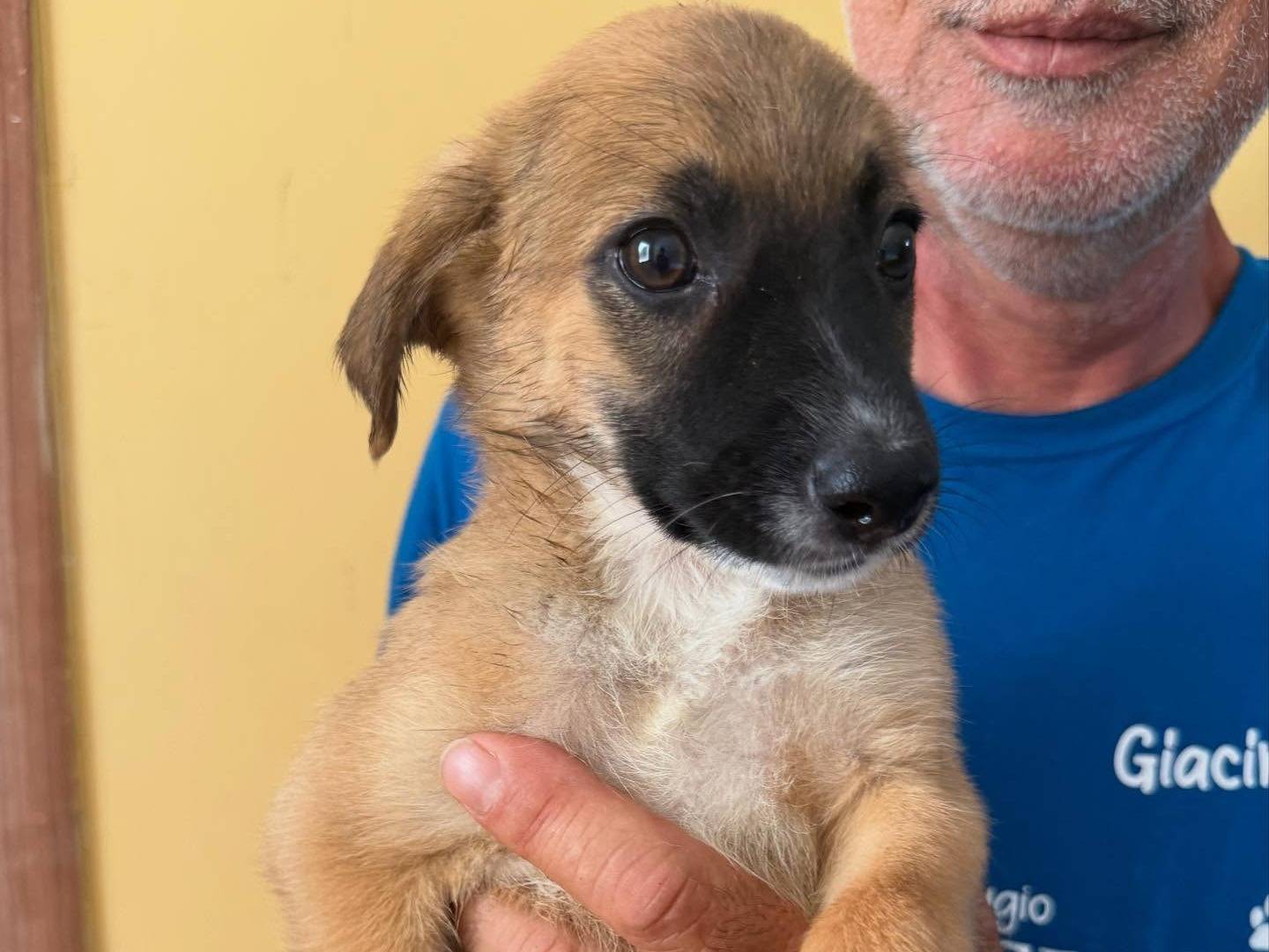 Vuoi adottare un cane a Matera?