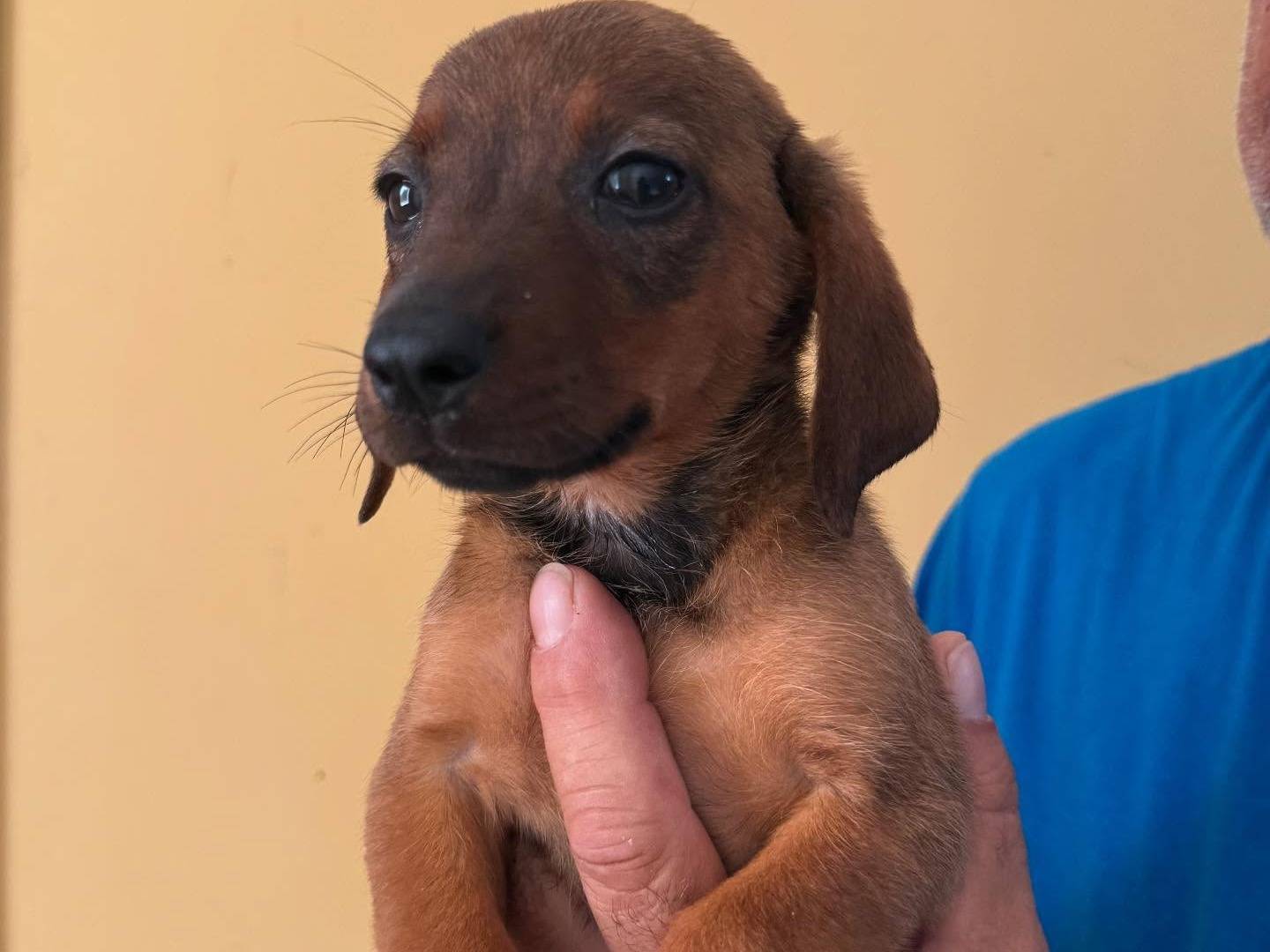 Adotta un cane, femmina, 3 mesi, Matera