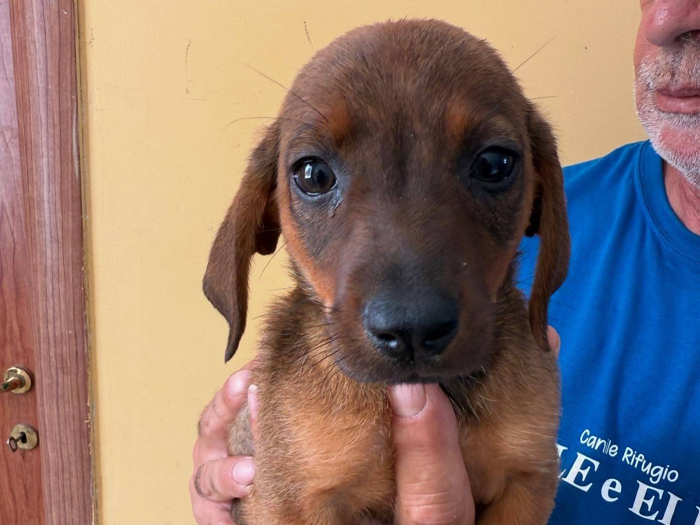 Adotta il cane Beba a Matera