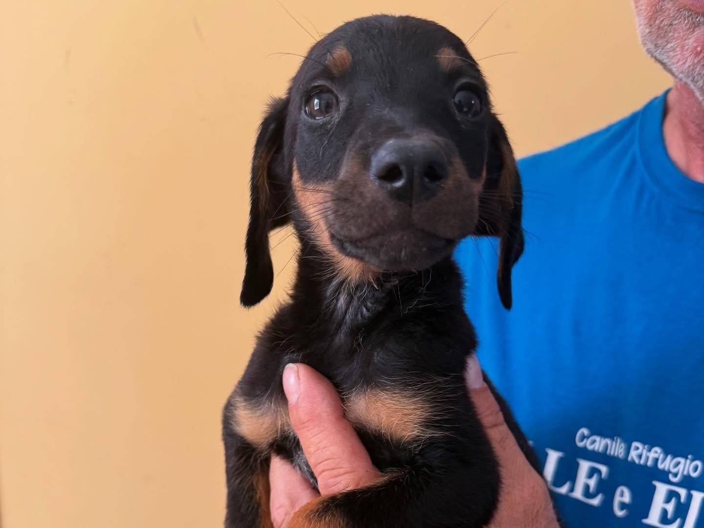 Adozione cane, maschio, Razza sconosciuta Razza sconosciuta, 4 mesi, taglia media, Matera