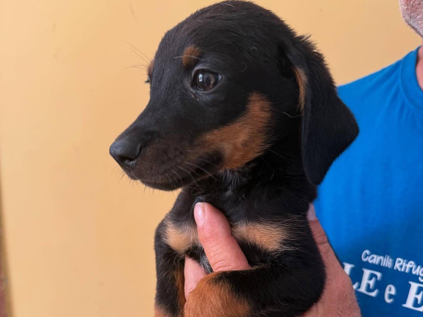 Adotta un cane, maschio, 4 mesi, Matera