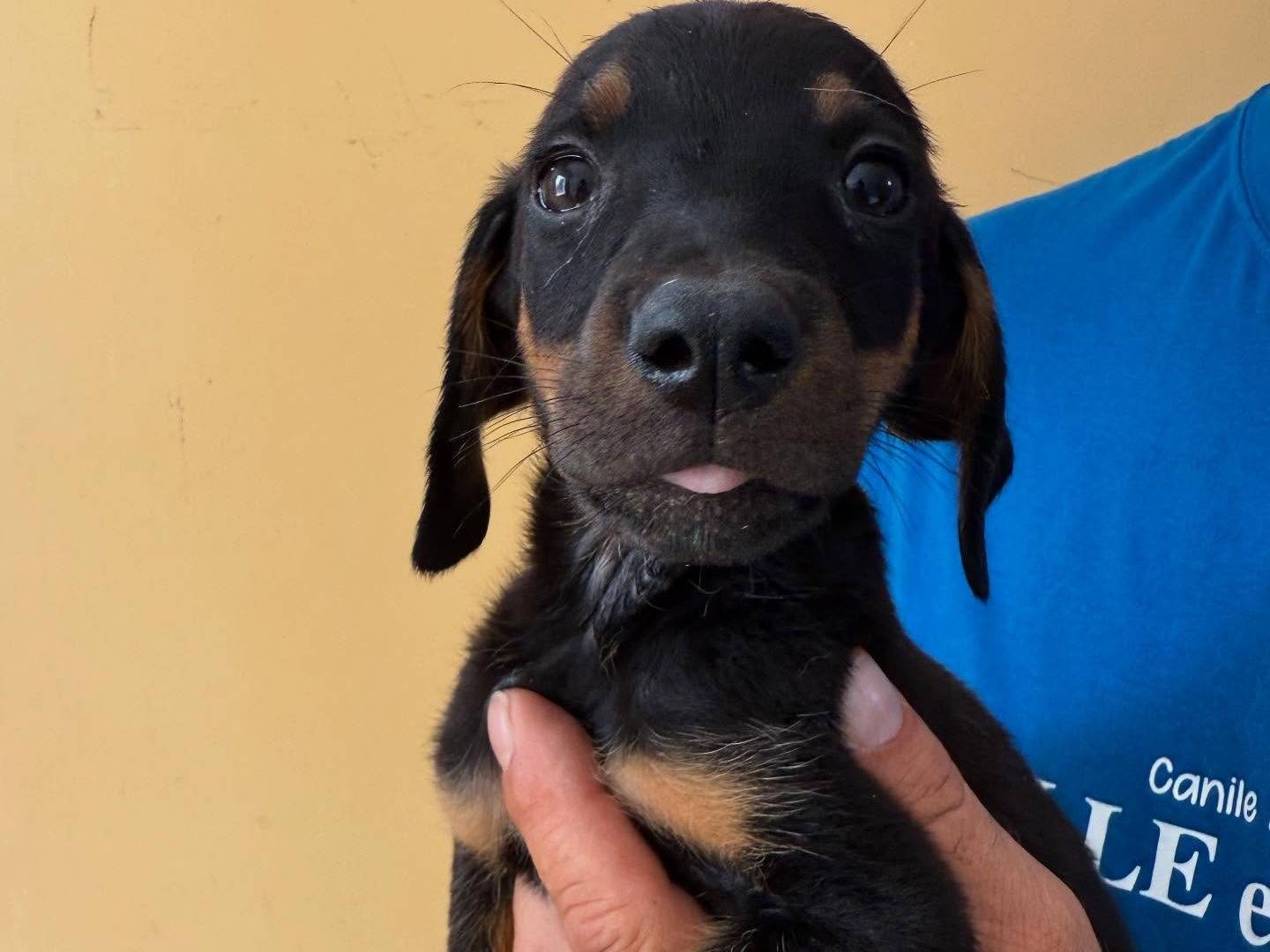 Adotta il cane Drake a Matera